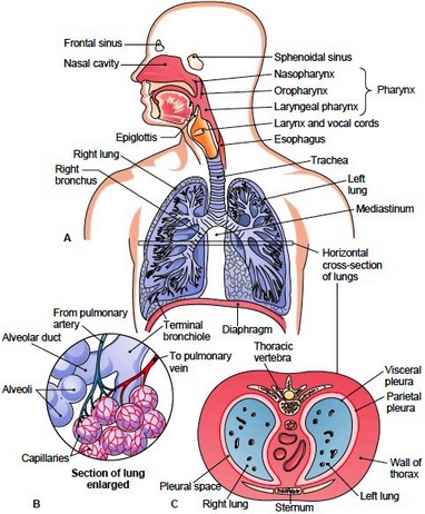 Respiration. Respiratory System. Phases Of Respiration